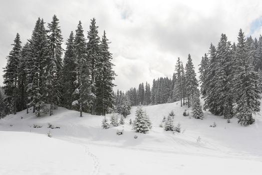 Winter landscape in mountains with pine tree forest