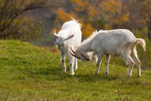 Two white fighting goats