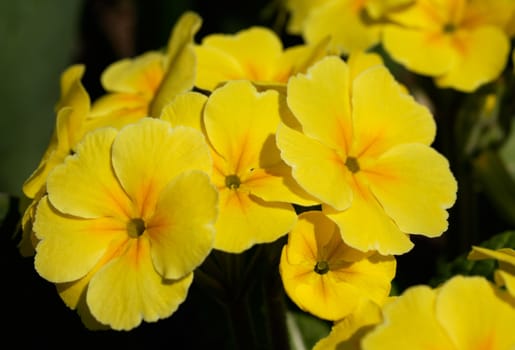 Yellow spring primrose blossoms