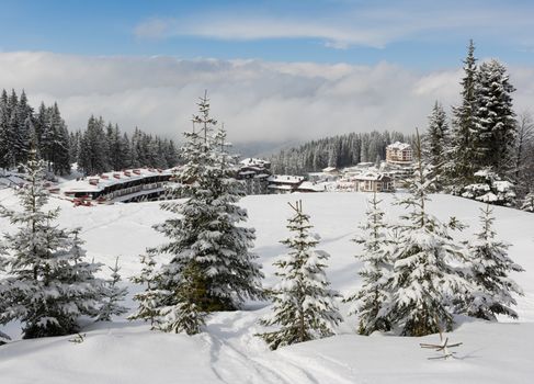 Pine trees in winter resort Pamporovo, Bulgaria