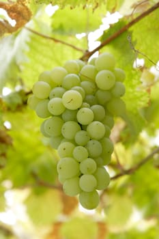 Cluster of ripe white grapes, autumn harvest