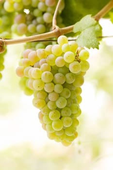 Bunch of white ripe jucy grapes, autumn harvest