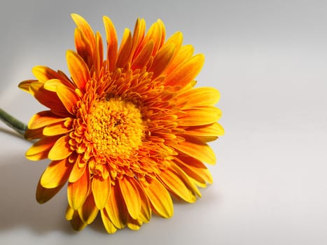 Yellow gerbera flower blossom studio shot