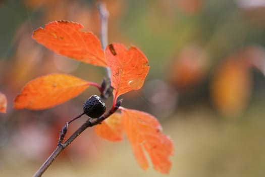 Autumn aronia leafs colored in red and fruit