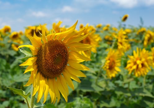 Summer in a sunflower field with blossoms