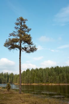 Lonely pine tree at the mountain lake shore