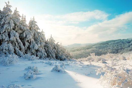 Winter mountain landscape with Christmas frosen pine-trees