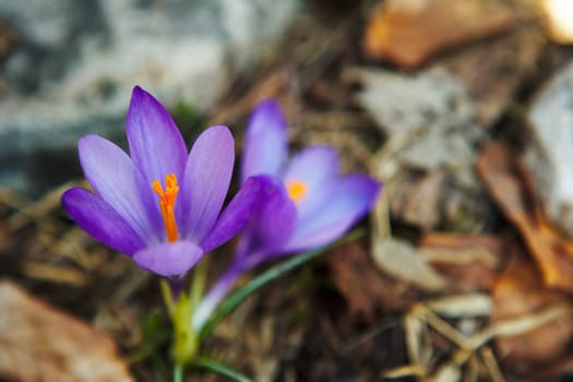 Blossoms of spring blue crocus, colchicum