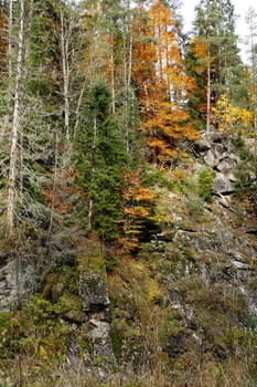 Autumn scenery with pine trees