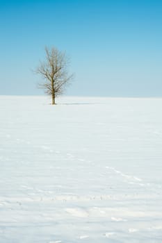 Winter scene with lonely tree on snow covered field