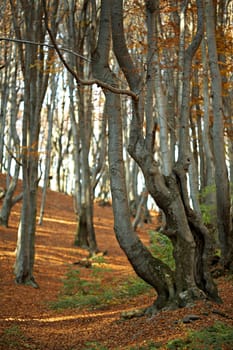 Autumn beech forest with old big trees