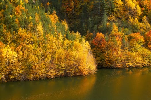 Colorful autumn forest near a lake