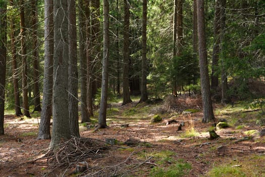 Deep pine forest in the Rodopi mountains, Bulgaria