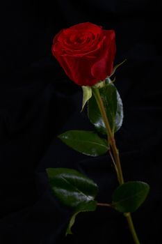 Red rose flower on black background