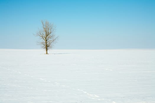 Snowy field with a lonely tree