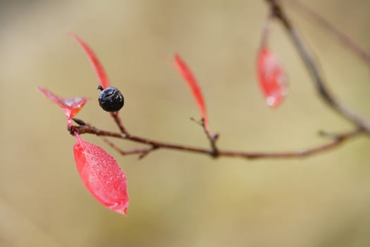 Autumn aronia melanocarpa branch, colored leafs of fall