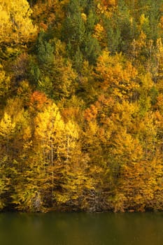 Colorful autumn forest at a lake shore