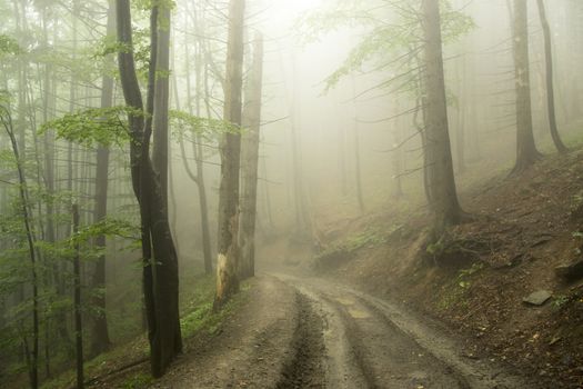 road in the misty green forest