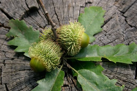 Green oak acorns on an old trunk