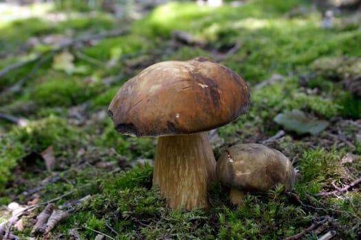 Forest musroom - Edible boletus (Boletus edulis)