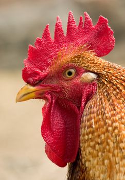 Sideview portrait of a rooster