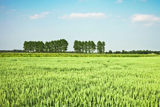 Field of wheat crop in vintage tones