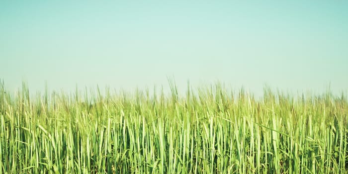 Barley crop growing in the summer in a field