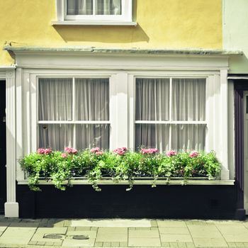 Selection of plants on a cottage window ledge