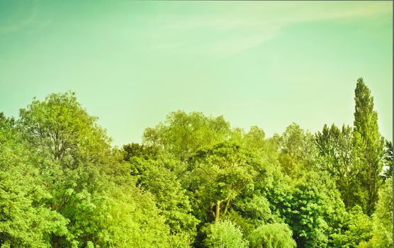 Tree tops and blue sky in vintage tones