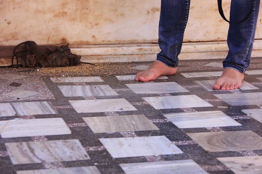 Rats running around Karni Mata Temple, Deshnok, Rajasthan, India