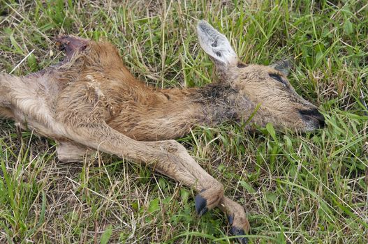 Shot of the dead young doe - poaching