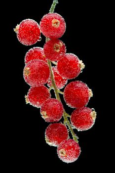 Red currants on a black background. Shooting in water