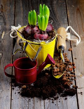 Planting Hyacinth Bulbs, Watering Can, Grounds and Gardening Tools closeup on Rustic Wooden background