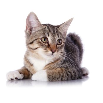 Striped not purebred kitten. Kitten on a white background. Small predator. Small cat.