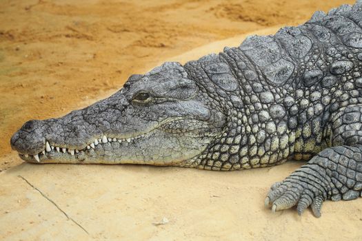 a dangerous Nile Crocodile