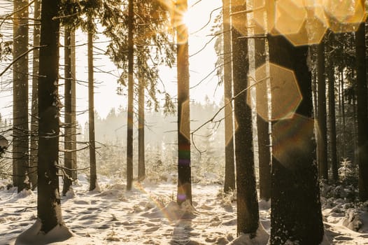 Winter Forest with Lense Spots taken in Austria