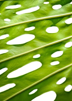 Tropical Leaf With Holes For Your Text Or Background Image