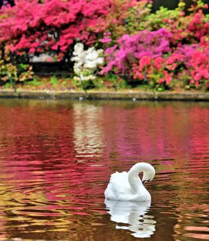 Swan on a Lake in spring time