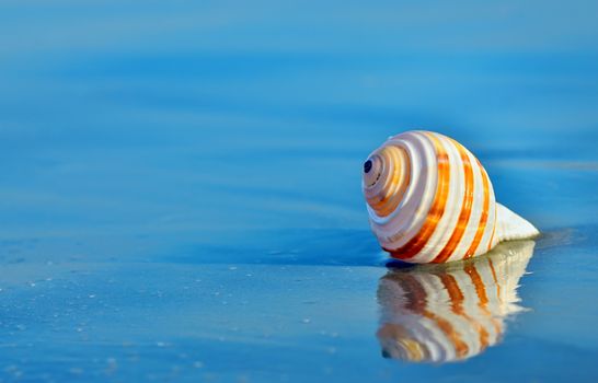 Shell on the beach in summer time