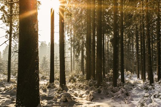 Sunset in the Winter Forest, taken in Austria