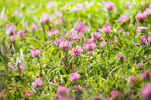 Red clover or Trifolium pratense flowers growing on field in summer