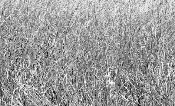 Abstract background lines and shapes in reed fields - black and white