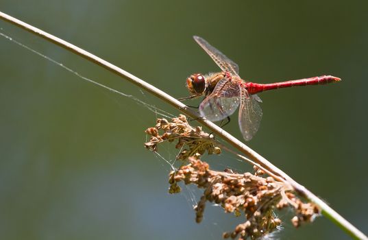 Resting red Vagrant darter or Sympetrum vulgatum dragonfly at the waterside in summer