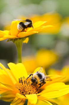 Bumble bees on false sunflowers or Heliopsis helianthoides in the garden in summer - vertical