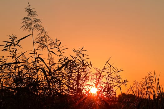 Reed silhouettes and halo around the sun at sunrise foretelling bad weather