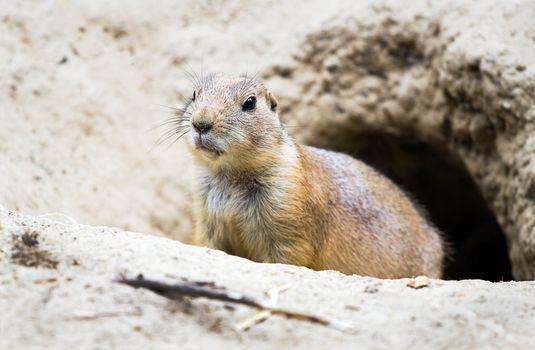 Prairie dog coming out from burrow - horizontal