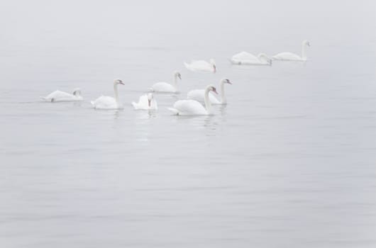 White Mute Swans or Cygnus olor  in myst on the river