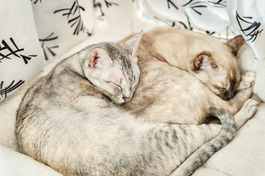 Two slepping Cats, the race called Pixie Bob