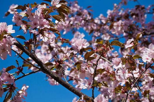 Beautiful pink flowers of Cherry blossom or Japanese Sakura in spring bloom