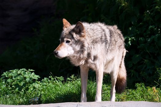 Nice close up portrait of gray wolf